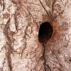 モモンガの巣穴