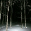 夜の阿寒の森